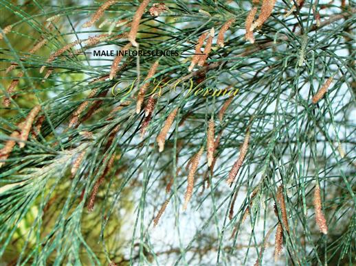 Male spikes